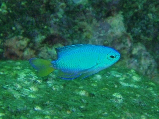 「ソラスズメダイ(Caerulean damsel fish)」のサムネイル画像