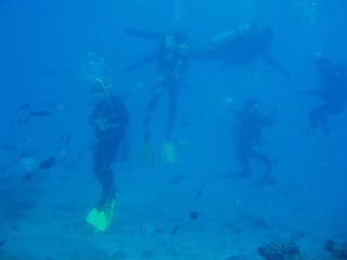 「撒き餌をするダイバー」のサムネイル画像