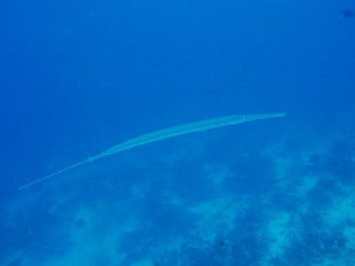 「ヘラヤガラ(Trumpetfish)」のサムネイル画像
