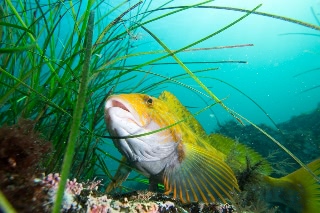 「アイナメ」のサムネイル画像