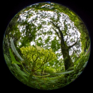 「アジサイ」のサムネイル画像