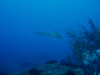 「アオリイカ(Bigfin Reef Squid)」のサムネイル画像