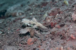 「カミソリウオ」のサムネイル画像