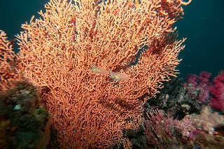 「ネンブツダイ」のサムネイル画像