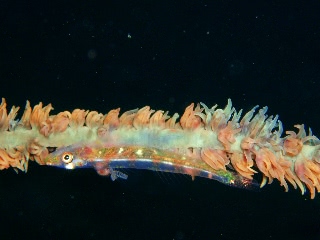 「ガラスハゼ」のサムネイル画像