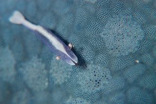 「ヒトデヤドリエビ」のサムネイル画像