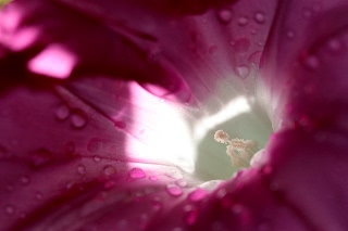 「暁の紅」のサムネイル画像