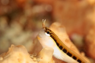 「無題」のサムネイル画像