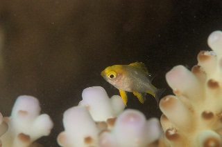 「無題」のサムネイル画像