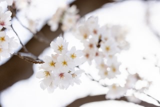 「ソメイヨシノ(染井吉野)」のサムネイル画像