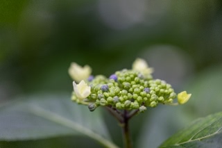 「アジサイ」のサムネイル画像