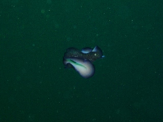 「泳ぐヒラムシ」のサムネイル画像