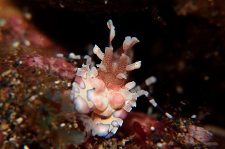 「フリソデエビ(Harlequin shrimp)」のサムネイル画像