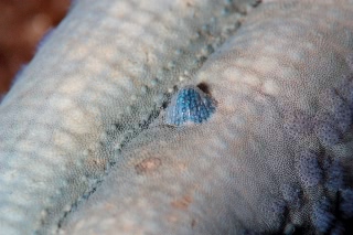 「ヒトデナカセ」のサムネイル画像