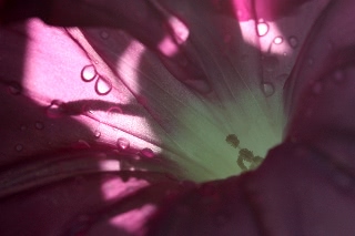 「暁の紅」のサムネイル画像