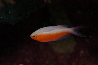 「フタイロハナゴイ」のサムネイル画像