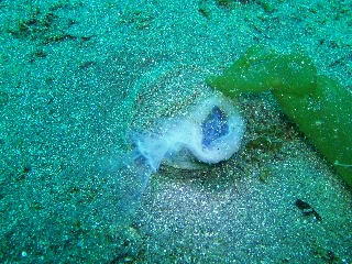 「謎の壺」のサムネイル画像