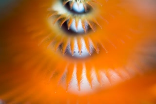 「イバラカンザシ(Christmas tree worm)」のサムネイル画像