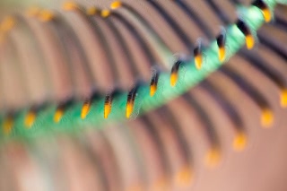 「ウミシダの仲間(sea feather)」のサムネイル画像