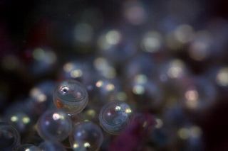 「クジメ」のサムネイル画像