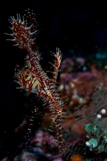 「ニシキフウライウオ(Ghost pipe fish)」のサムネイル画像