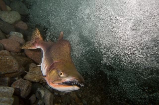 「カラフトマス(アオマス,セッパリマス,ピンクサーモン)」のサムネイル画像