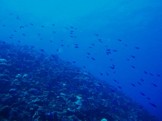 「無題」のサムネイル画像