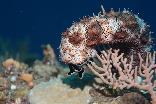 「クロエリナマコ(Graffiti sea cucumber,クロテナマコ,オハグロナマコ)」のサムネイル画像