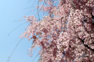 「ソメイヨシノ(染井吉野)」のサムネイル画像