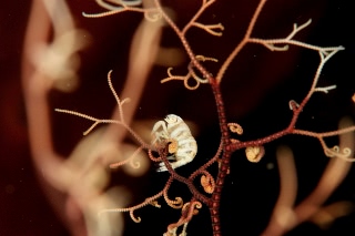 「エビの仲間」のサムネイル画像