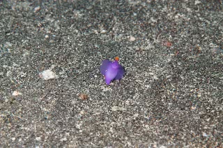 「ムラサキウミコチョウ」のサムネイル画像