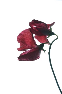 「スイートピー(カオリエンドウ,ジャコウレンリソウ,ジャコウエンドウ)」のサムネイル画像