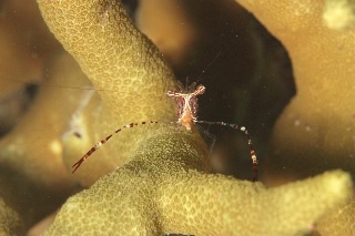 「ホンカクレエビ属の一種」のサムネイル画像