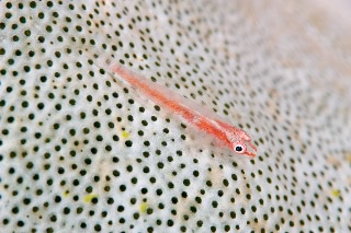 「ガラスハゼ」のサムネイル画像