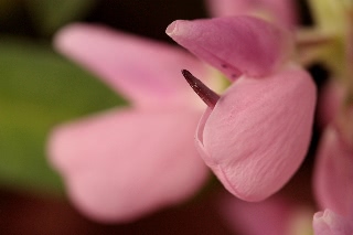 「ルーピン(ルピナス)・ラッセル・ミックス(Lupin)」のサムネイル画像