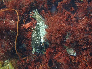 「アメフラシの…親子？」のサムネイル画像