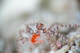 「キンチャクガニ(Boxer crab)」のサムネイル画像