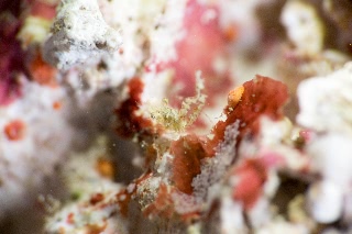 「エビの仲間」のサムネイル画像