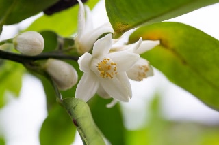「植物の仲間」のサムネイル画像