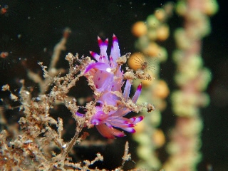 「セスジミノウミウシ」のサムネイル画像