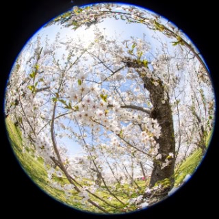 「ソメイヨシノ(染井吉野)」のサムネイル画像