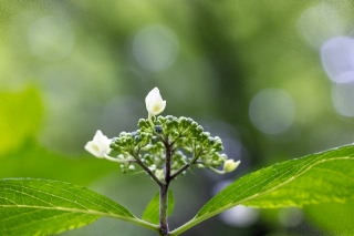 「ガクアジサイ(額紫陽花)」のサムネイル画像