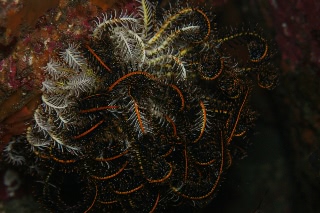 「ウミシダの仲間(sea feather)」のサムネイル画像