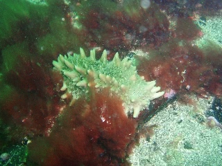 「ナマコの仲間」のサムネイル画像