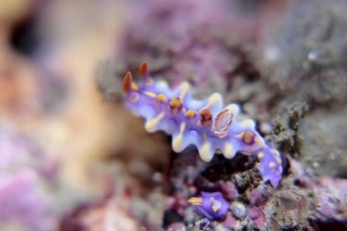 「ミアミラウミウシ」のサムネイル画像