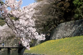「ソメイヨシノ(染井吉野)」のサムネイル画像
