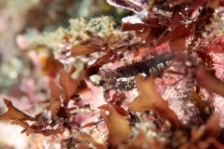 「カエルウオの仲間」のサムネイル画像