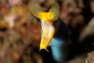 「ハナヒゲウツボ(blue ribbon eel)」のサムネイル画像