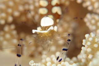 「イソギンチャクエビ」のサムネイル画像