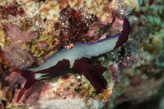 「セグロリュウグウウミウシ」のサムネイル画像